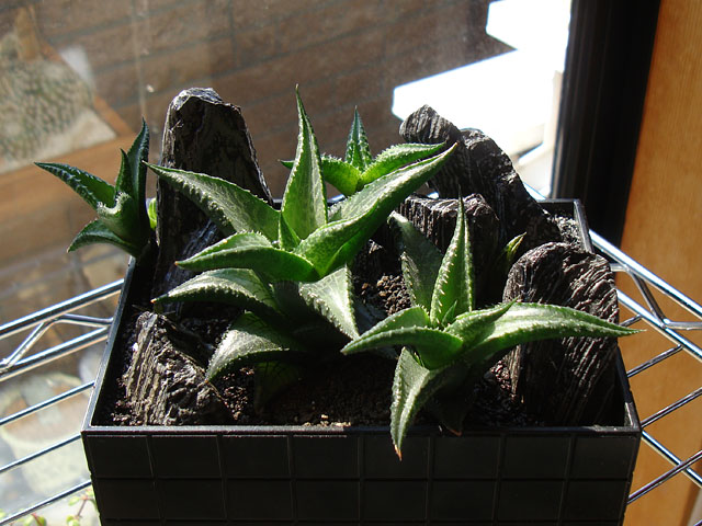 f:id:haworthii:20210227163928j:plain