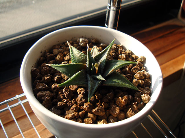 f:id:haworthii:20210227165525j:plain