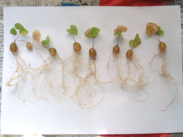 亀甲竜の実生⑤：1回目の植え替え - 石と多肉植物