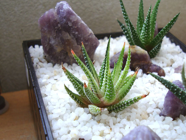 斑入り十二の巻色々 - 石と多肉植物