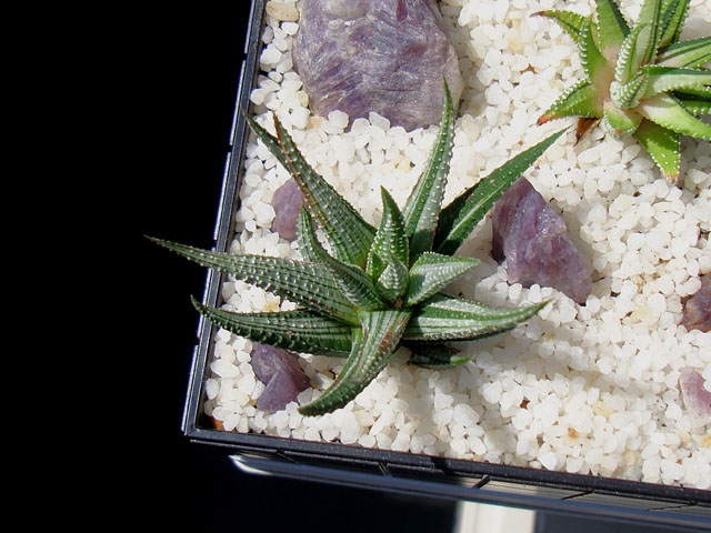 斑入り十二の巻色々 - 石と多肉植物