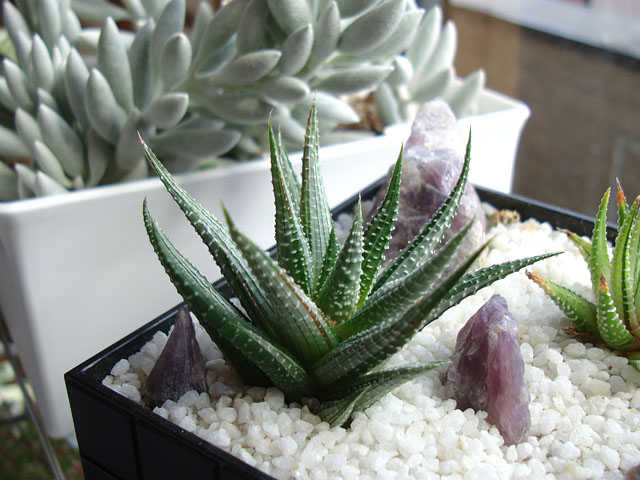 斑入り十二の巻色々 - 石と多肉植物