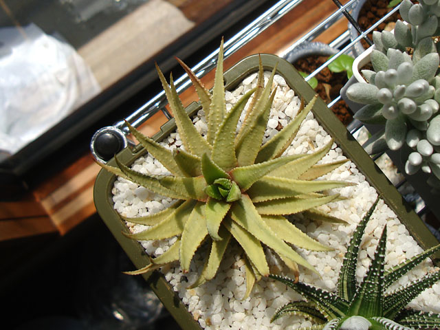 斑入り十二の巻色々 - 石と多肉植物
