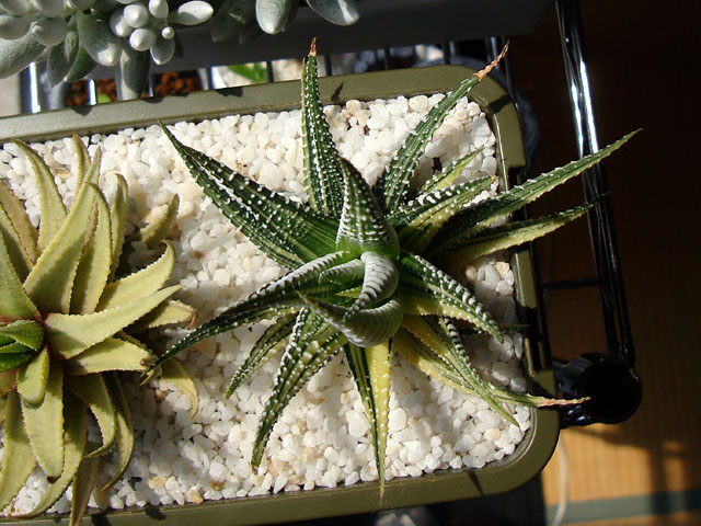 斑入り十二の巻色々 - 石と多肉植物