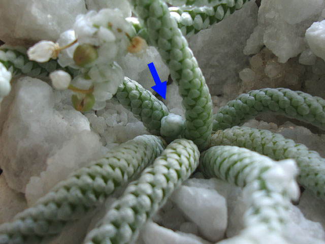 f:id:haworthii:20210414152250j:plain