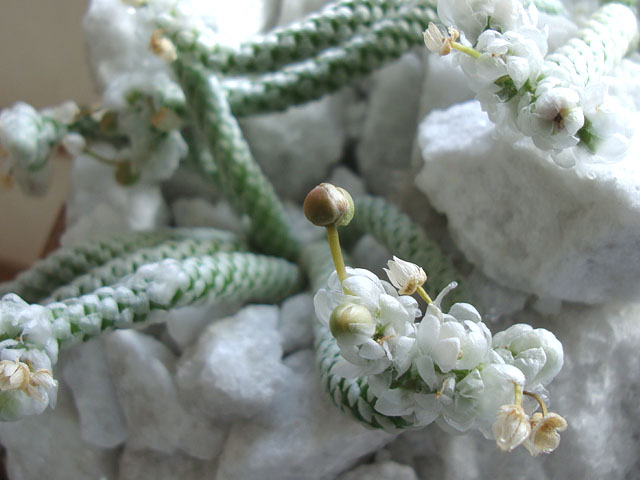 f:id:haworthii:20210414152323j:plain