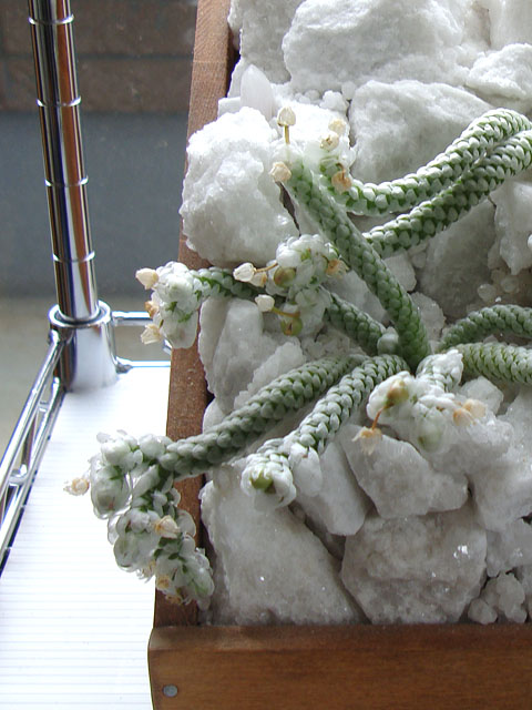 f:id:haworthii:20210414152747j:plain