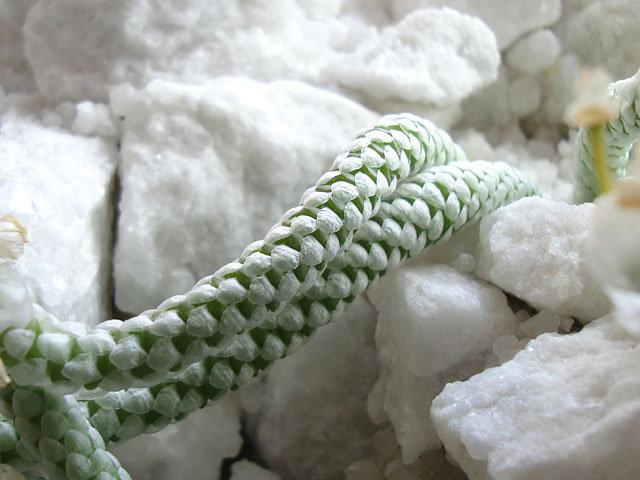 f:id:haworthii:20210414152925j:plain