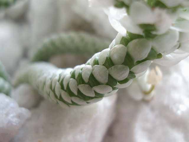 f:id:haworthii:20210414153106j:plain