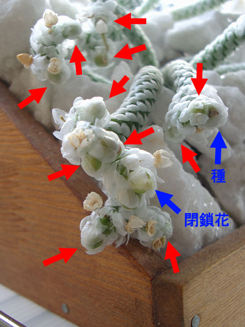 f:id:haworthii:20210414155705j:plain