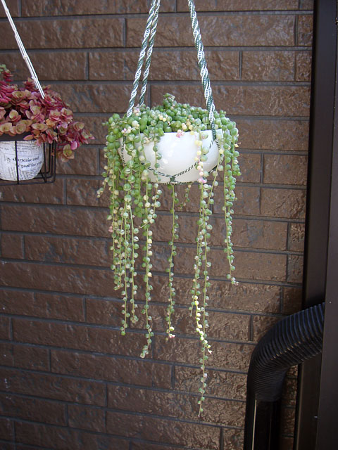 f:id:haworthii:20210415185445j:plain