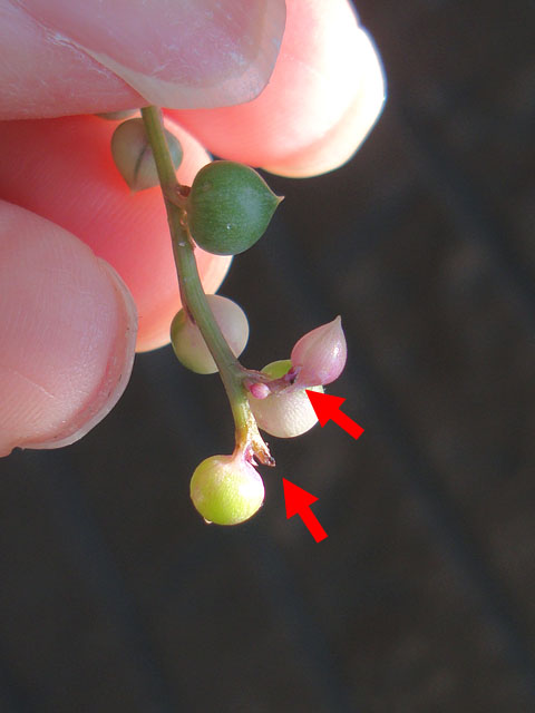 f:id:haworthii:20210415185503j:plain