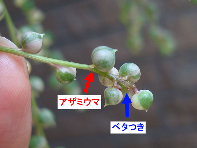 f:id:haworthii:20210415185838j:plain