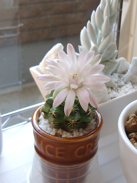 f:id:haworthii:20210417152332j:plain