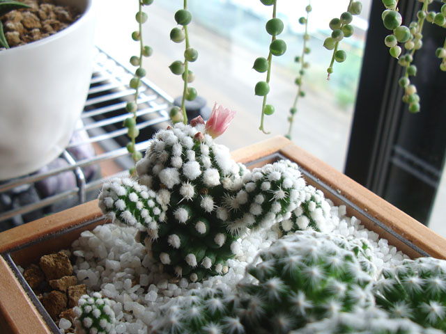 f:id:haworthii:20210417153610j:plain