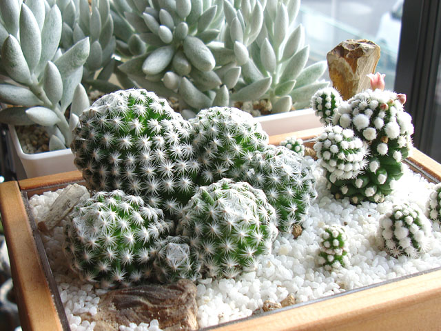 f:id:haworthii:20210417153902j:plain