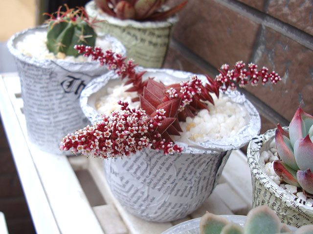 f:id:haworthii:20210420164651j:plain