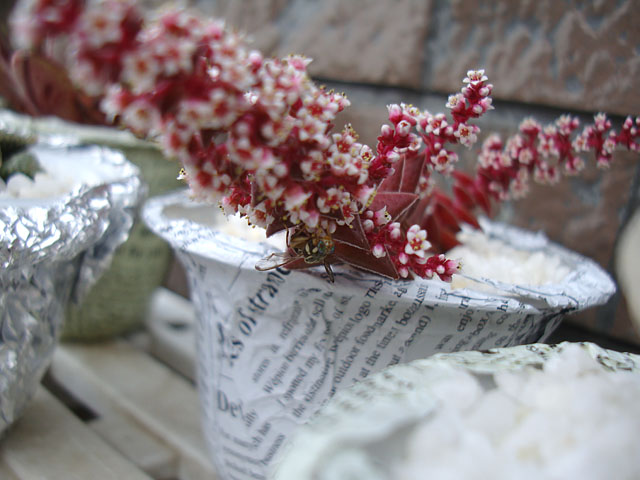 f:id:haworthii:20210420165710j:plain