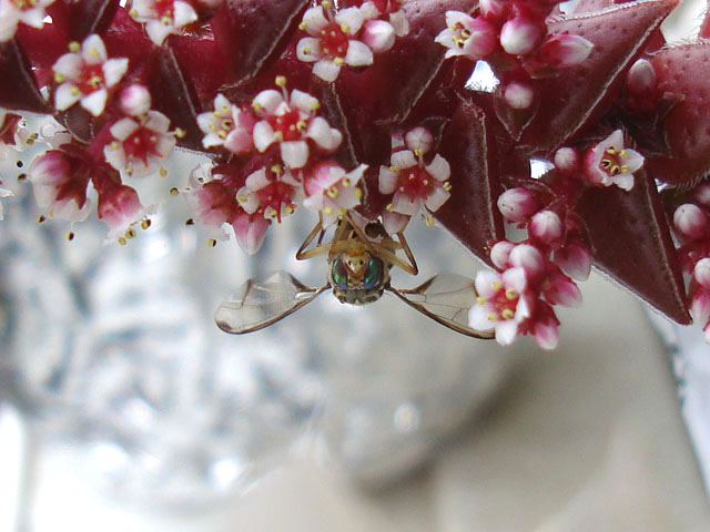 f:id:haworthii:20210420170325j:plain