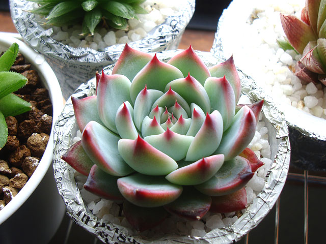 f:id:haworthii:20210420171021j:plain