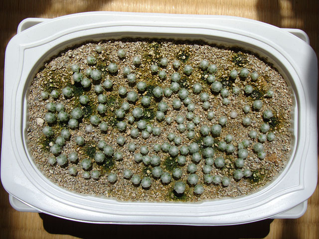 f:id:haworthii:20210428141831j:plain