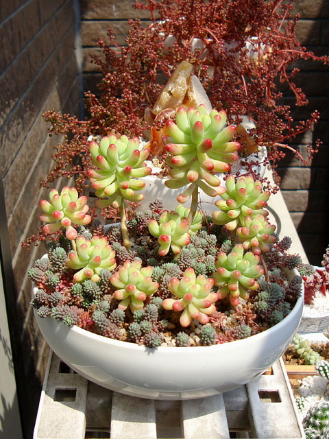 3年間、穴の無い鉢で多肉植物を育てた結果 - 石と多肉植物