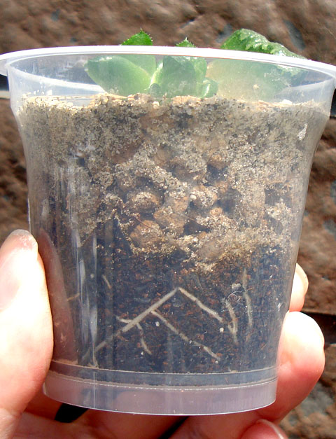 穴無し鉢の中の根の様子 - 石と多肉植物