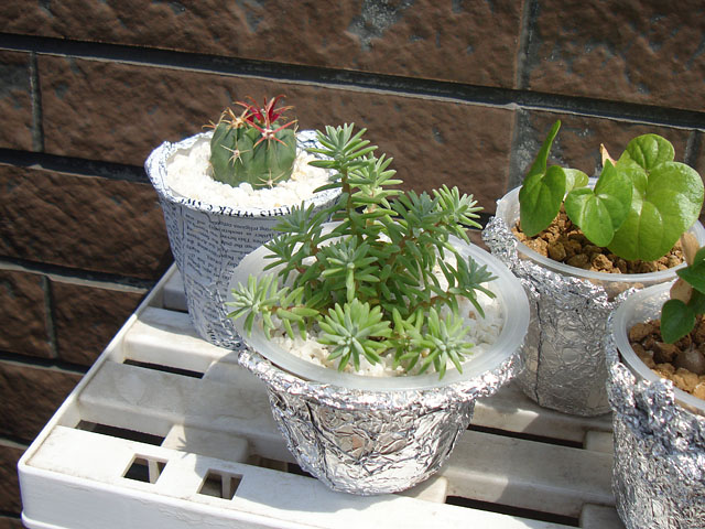 穴無し鉢の中の根の様子 - 石と多肉植物