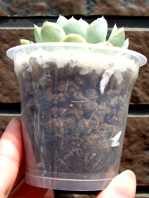 穴無し鉢の中の根の様子 - 石と多肉植物