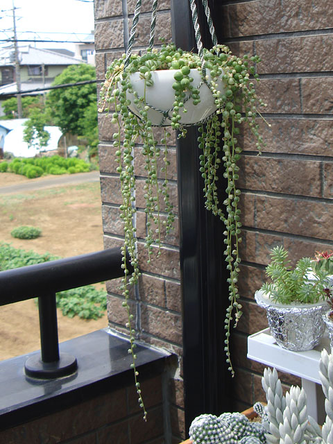 f:id:haworthii:20210528152856j:plain