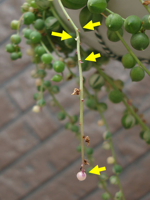 f:id:haworthii:20210528154500j:plain