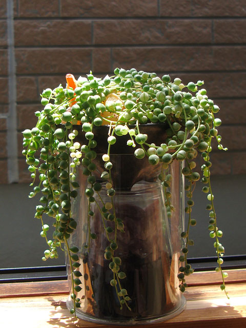 f:id:haworthii:20210528154803j:plain