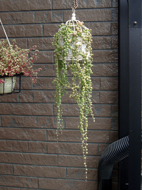 f:id:haworthii:20210528155953j:plain