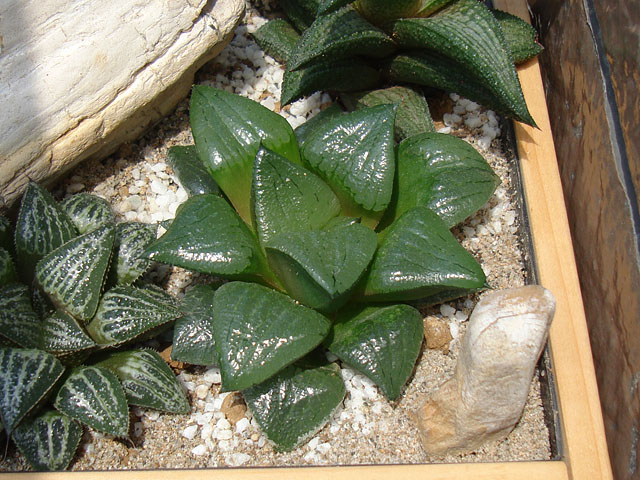 f:id:haworthii:20210529212028j:plain