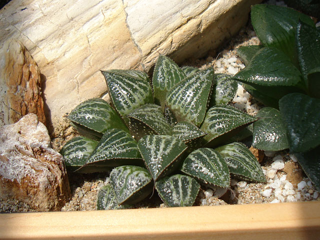 f:id:haworthii:20210529212642j:plain