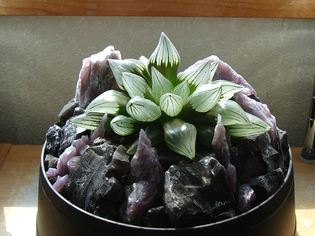 f:id:haworthii:20210529215502j:plain