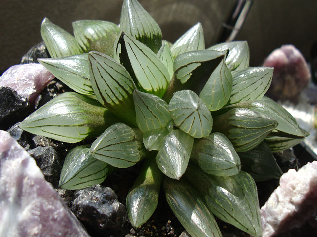 f:id:haworthii:20210529220111j:plain