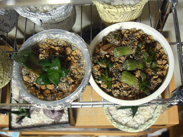 f:id:haworthii:20210529220510j:plain