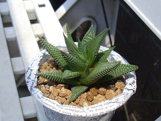 f:id:haworthii:20210531184908j:plain