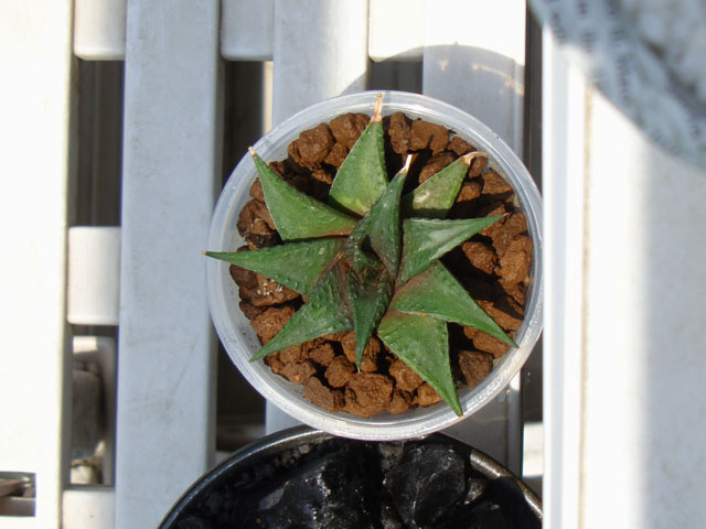 f:id:haworthii:20210531185249j:plain