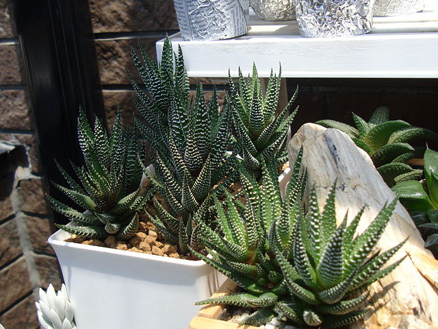 f:id:haworthii:20210531190410j:plain