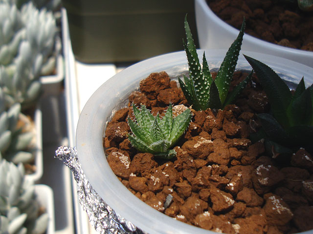 f:id:haworthii:20210531191438j:plain