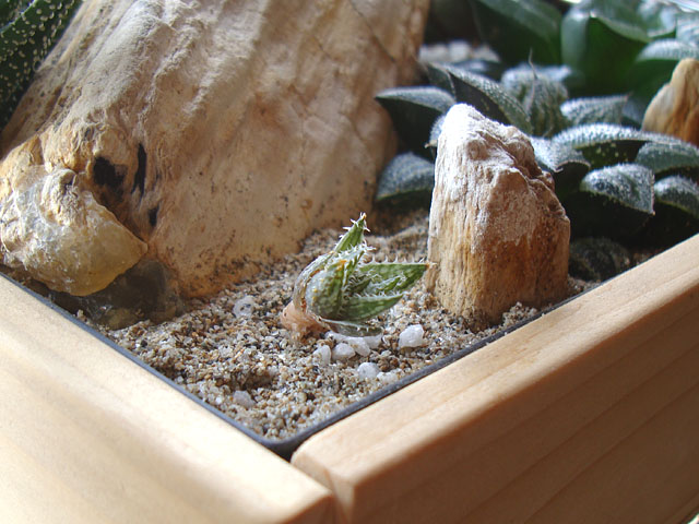 f:id:haworthii:20210531192307j:plain