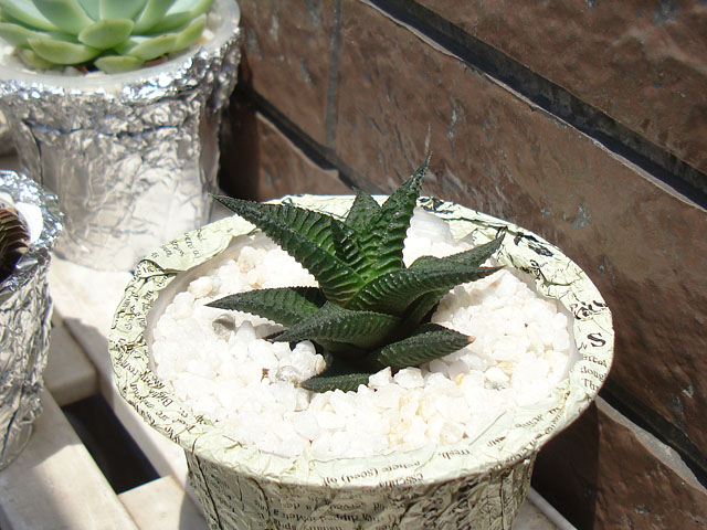 f:id:haworthii:20210531200453j:plain