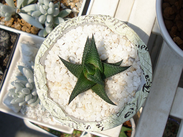 f:id:haworthii:20210531200855j:plain