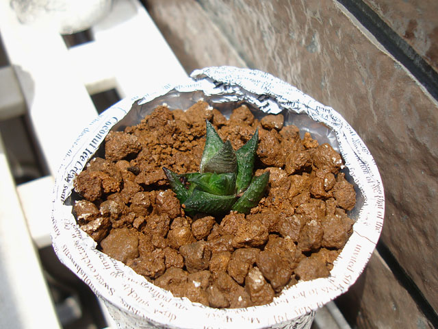 f:id:haworthii:20210531201451j:plain