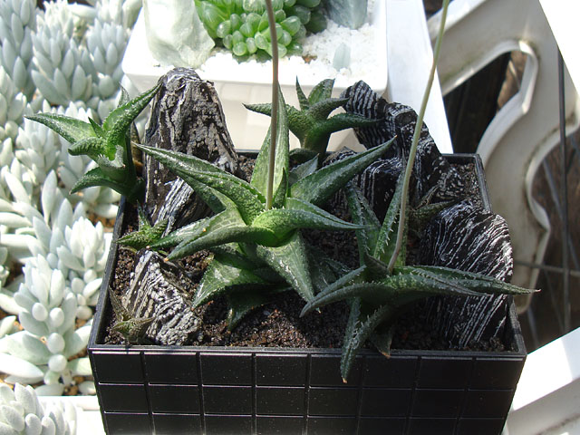 f:id:haworthii:20210531201642j:plain