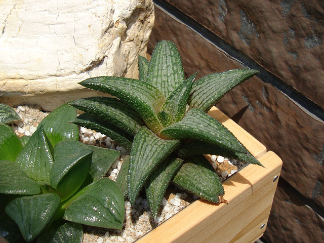 f:id:haworthii:20210531202815j:plain