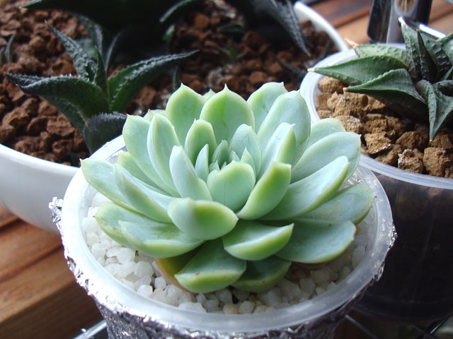 エレガントじゃないエレガンス - 石と多肉植物 