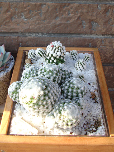 f:id:haworthii:20210610195109j:plain